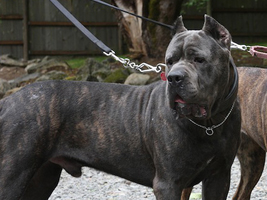 blue cane corso old world vandal
